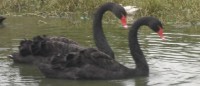 /album/aquaticos1/cisne-preto-3-jpg/